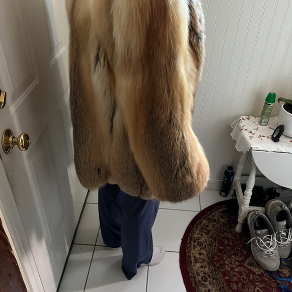 Beautiful Golden island fox coat - Picture 14 of 16